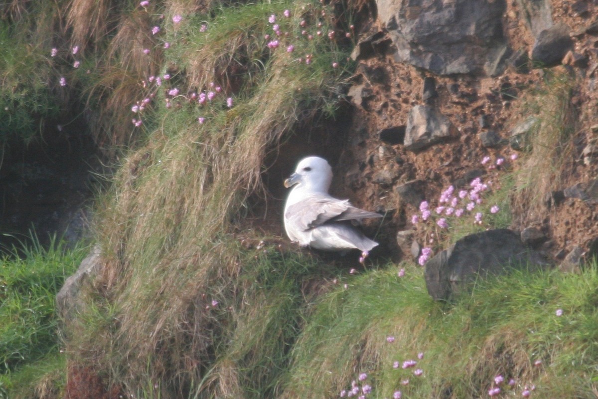 Fulmar Boreal - ML133896851