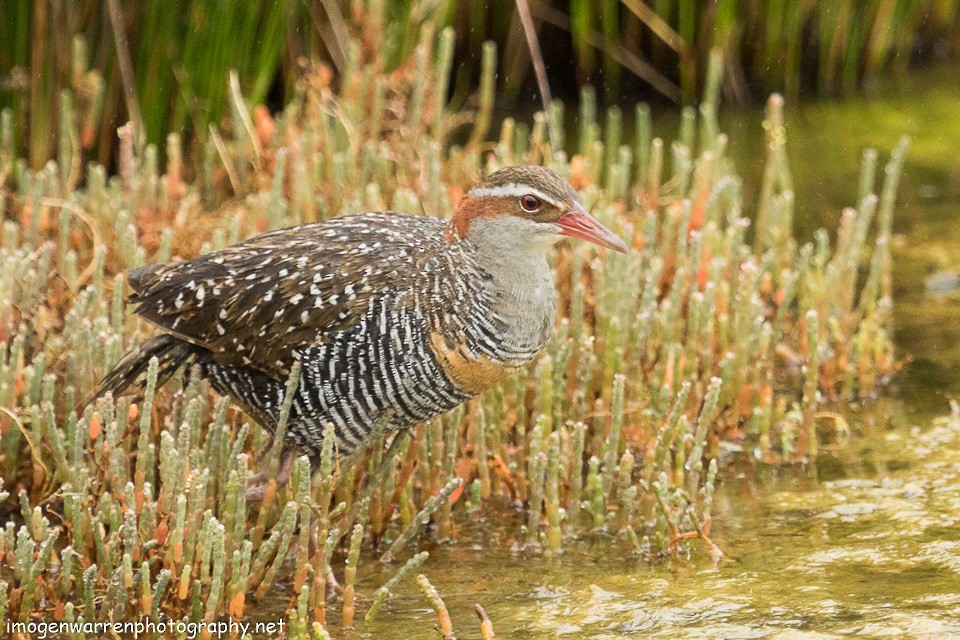 Buff-banded Rail - ML133897921