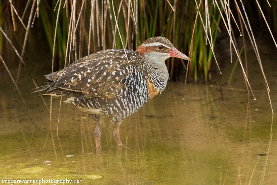 Buff-banded Rail - ML133897951