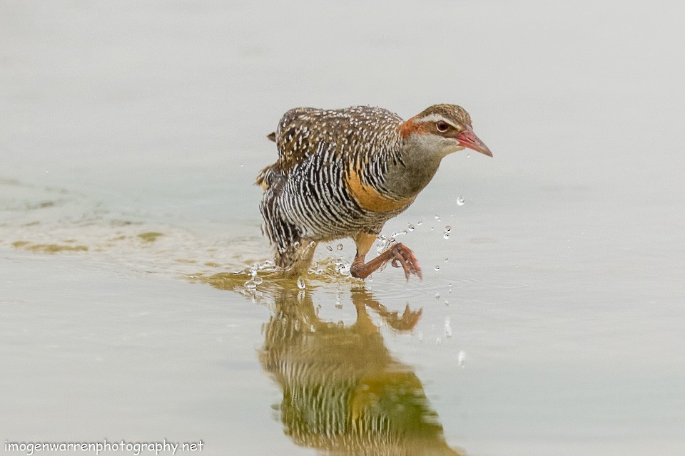 Buff-banded Rail - Imogen Warren