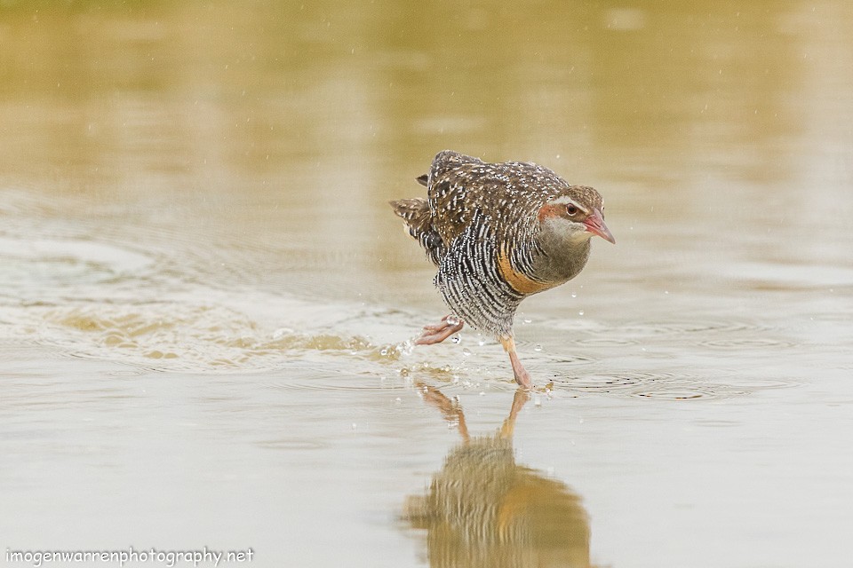 Buff-banded Rail - Imogen Warren