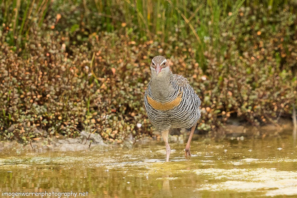 Buff-banded Rail - ML133898061