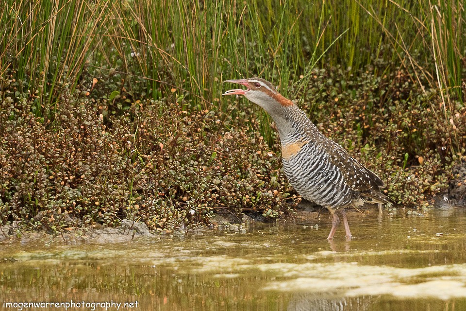 Buff-banded Rail - ML133898081