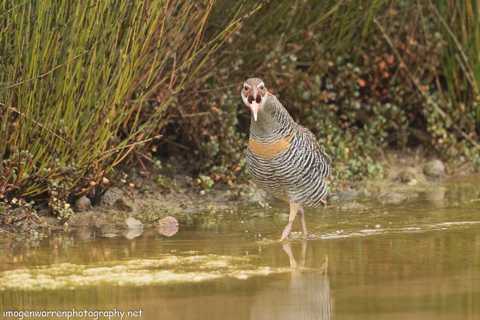 Buff-banded Rail - Imogen Warren