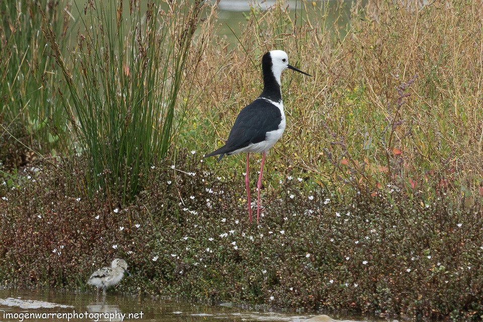 Pied Stilt - ML133898221