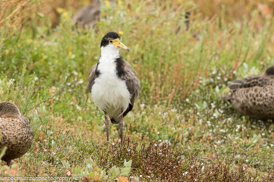 Masked Lapwing - ML133898251