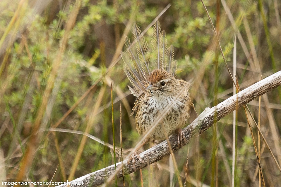 New Zealand Fernbird - ML133898681