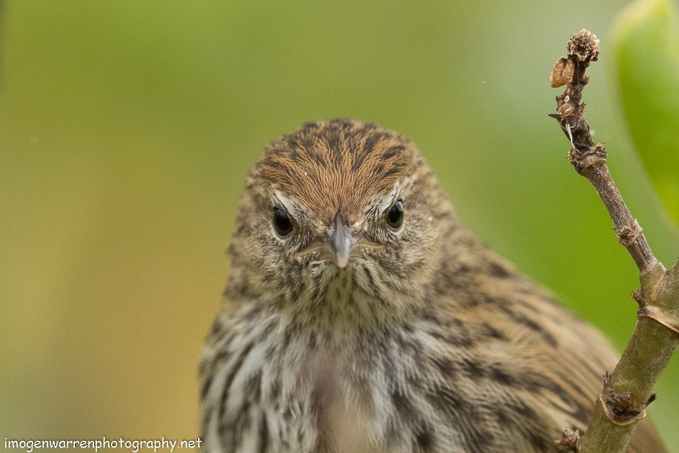 New Zealand Fernbird - ML133898761