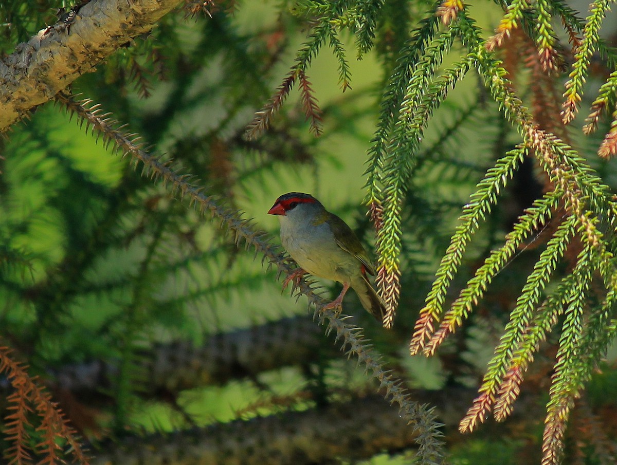 Red-browed Firetail - ML133898981