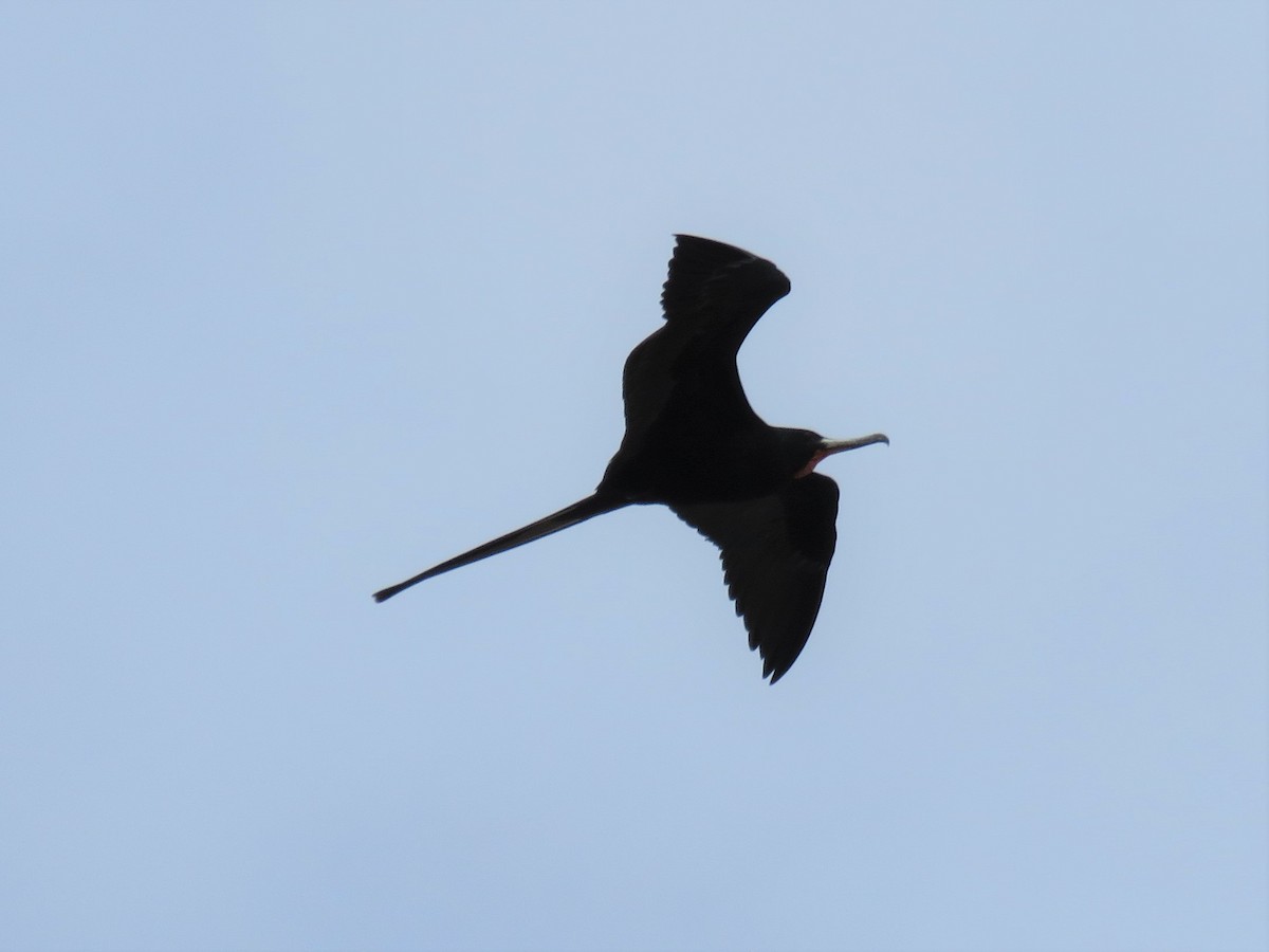 Magnificent Frigatebird - Lisa Nelson