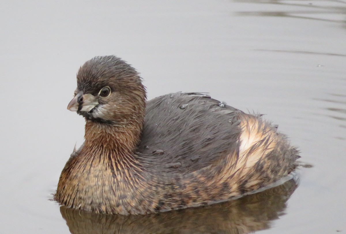 Pied-billed Grebe - ML133901231