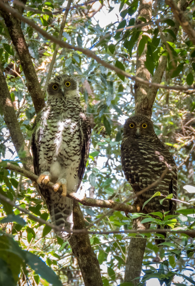 Powerful Owl - Kent Warner