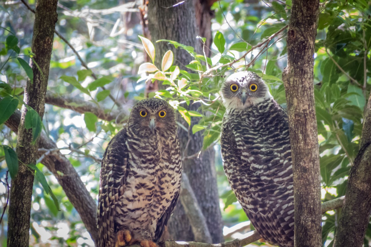 Powerful Owl - Kent Warner