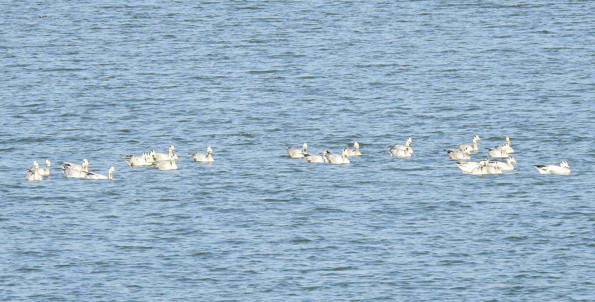 Bar-headed Goose - ML133903401