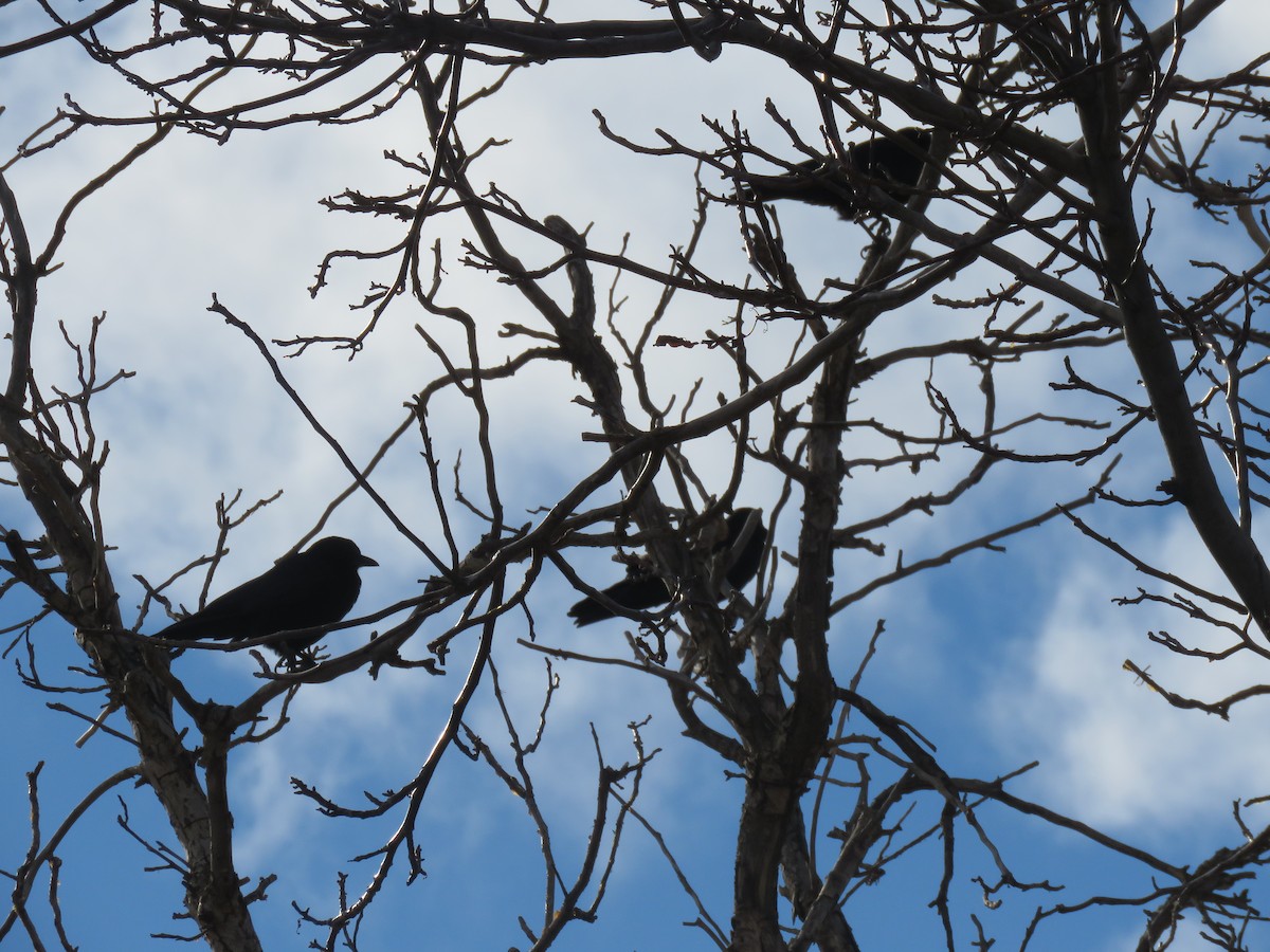 American Crow - ML133903581