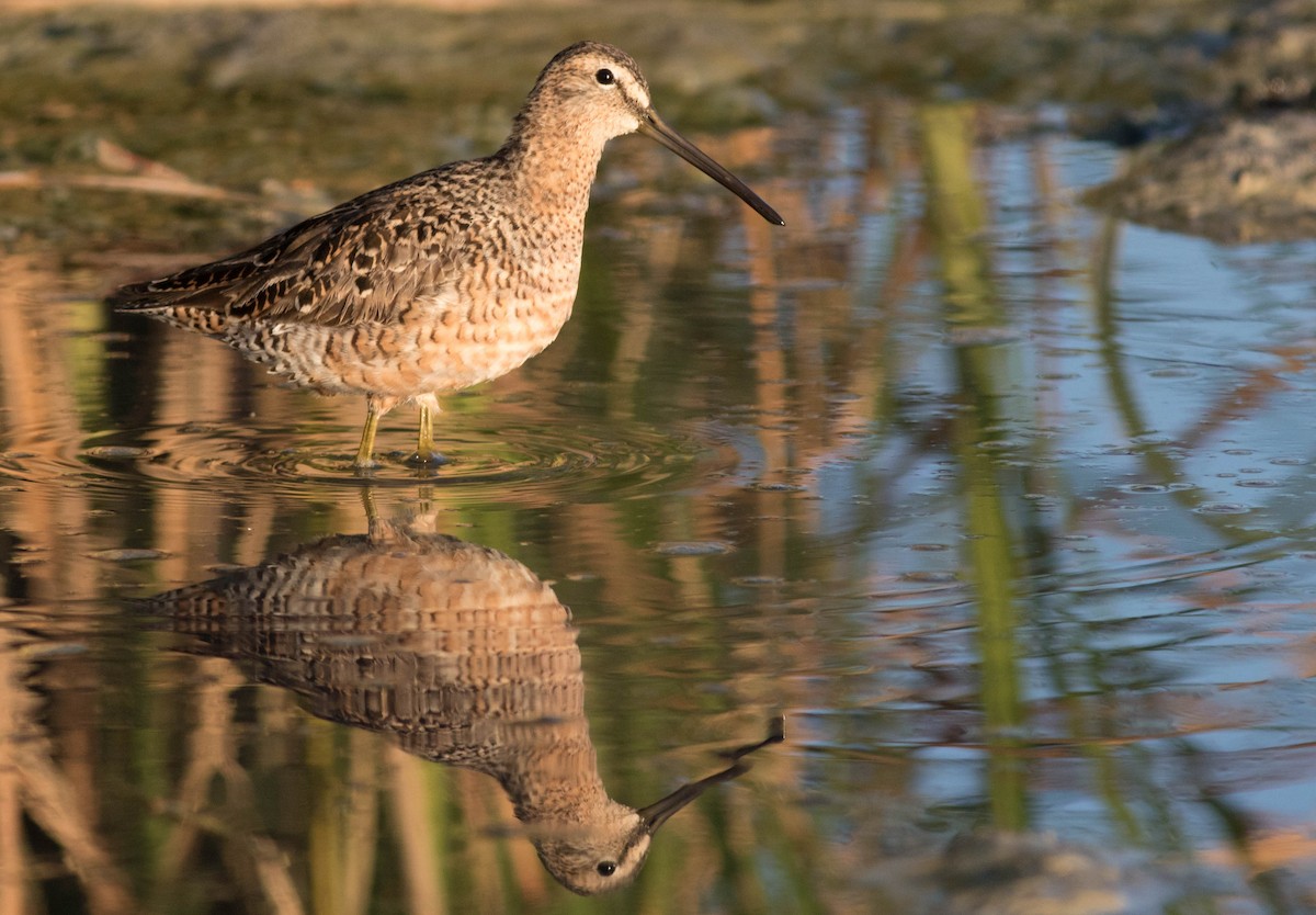 Long-billed Dowitcher - Joachim Bertrands