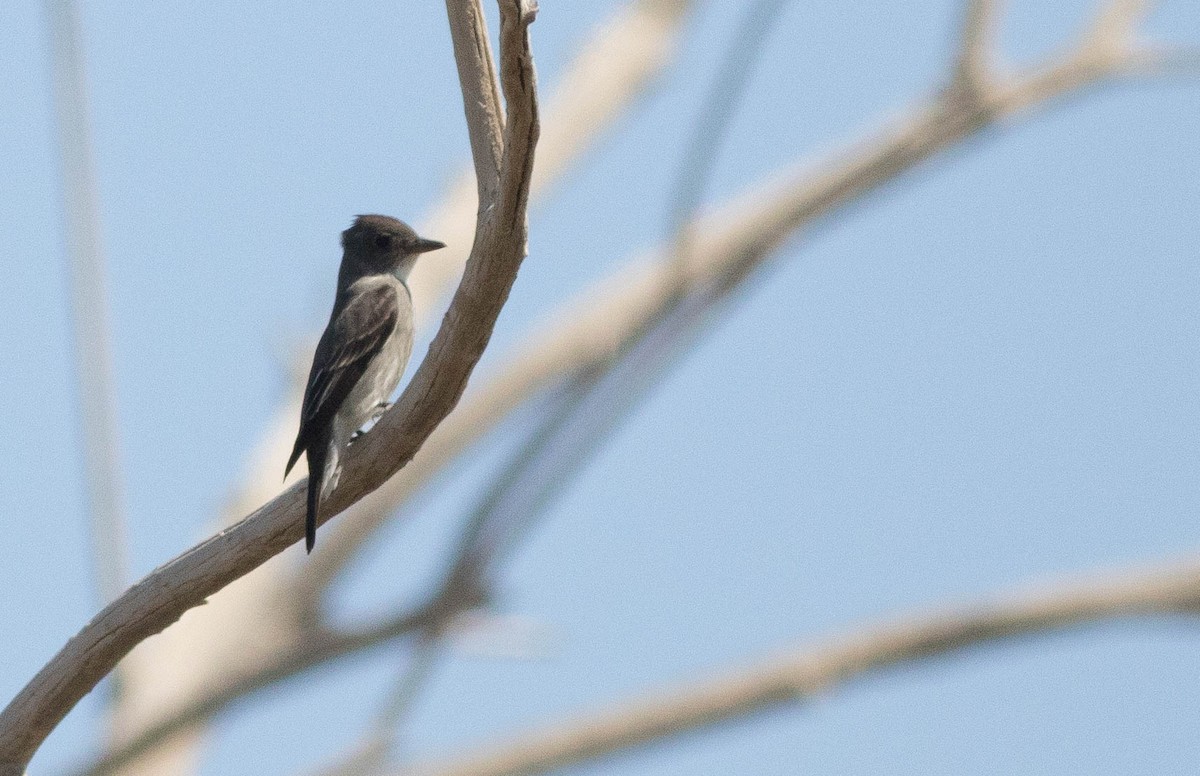 Olive-sided Flycatcher - ML133905631