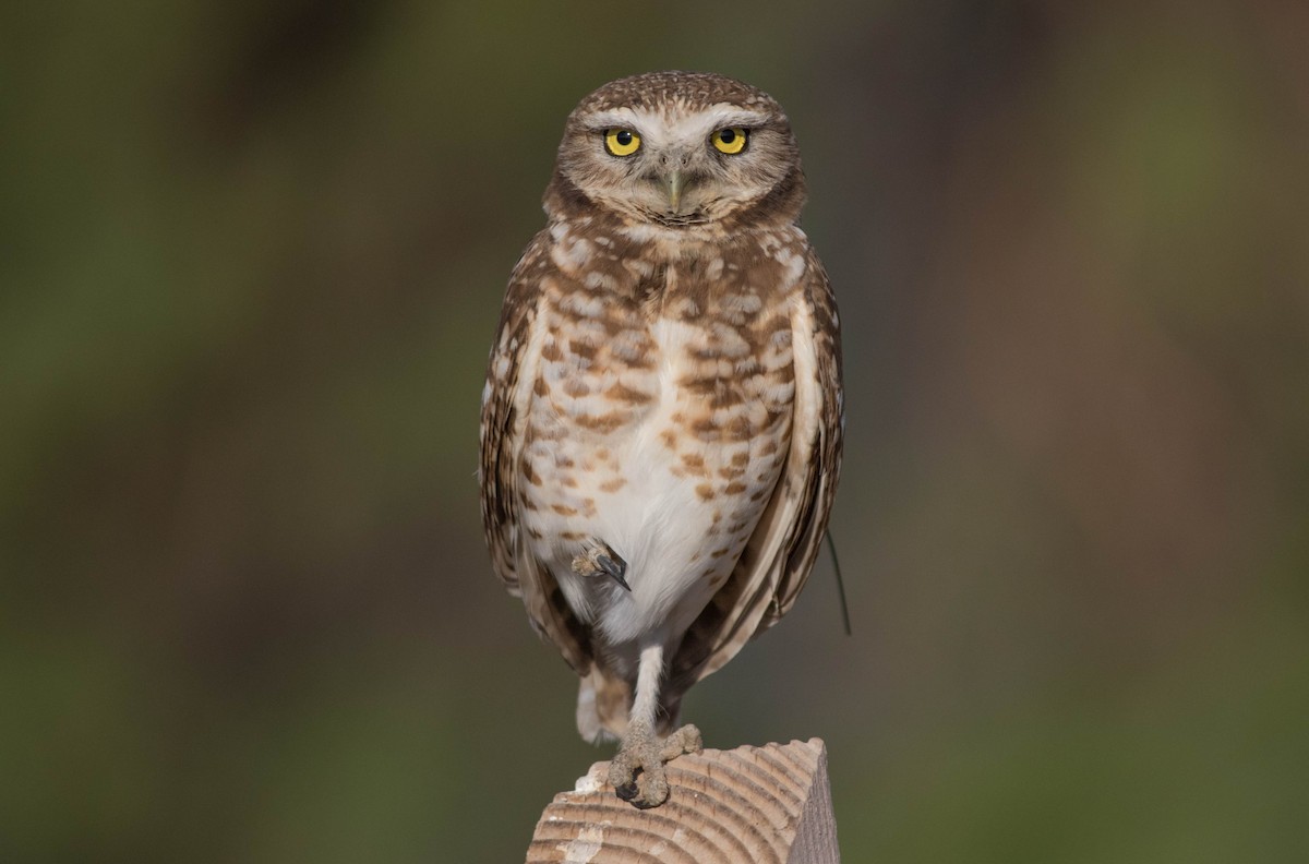 Burrowing Owl - Joachim Bertrands