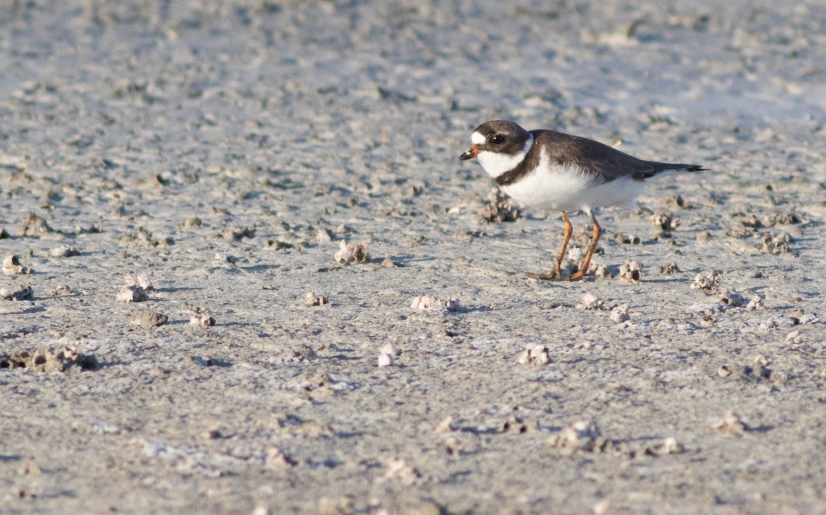 Semipalmated Plover - Joachim Bertrands