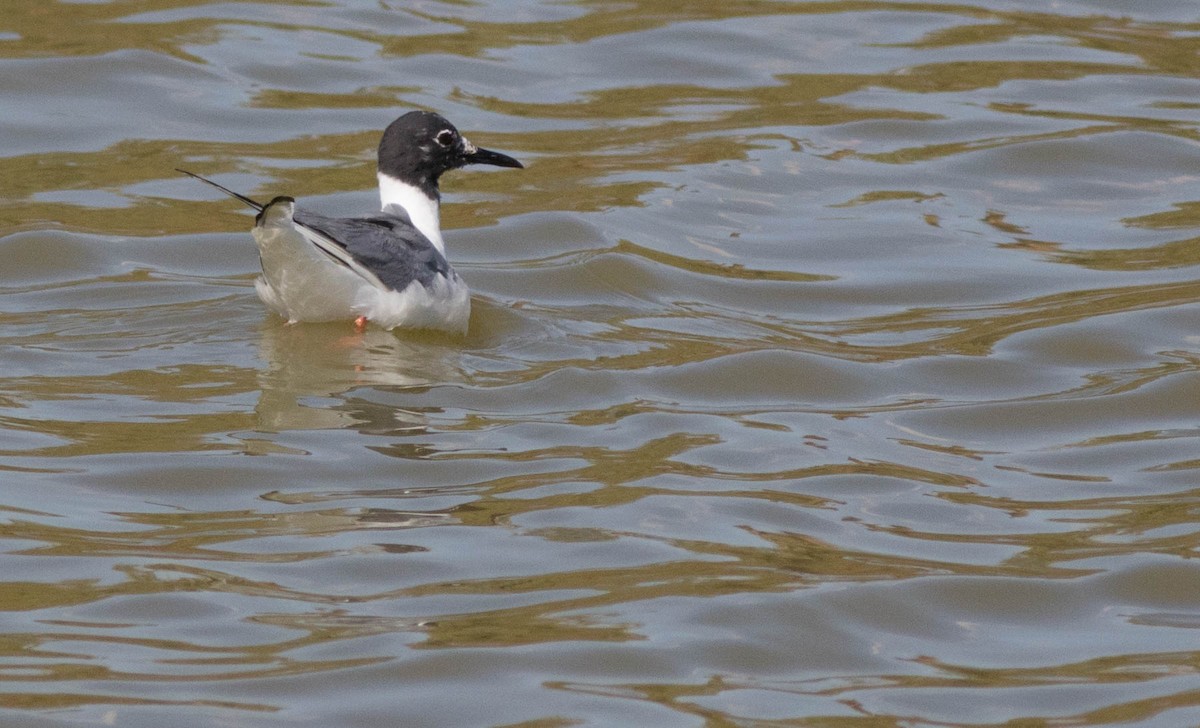 Bonaparte's Gull - ML133906541