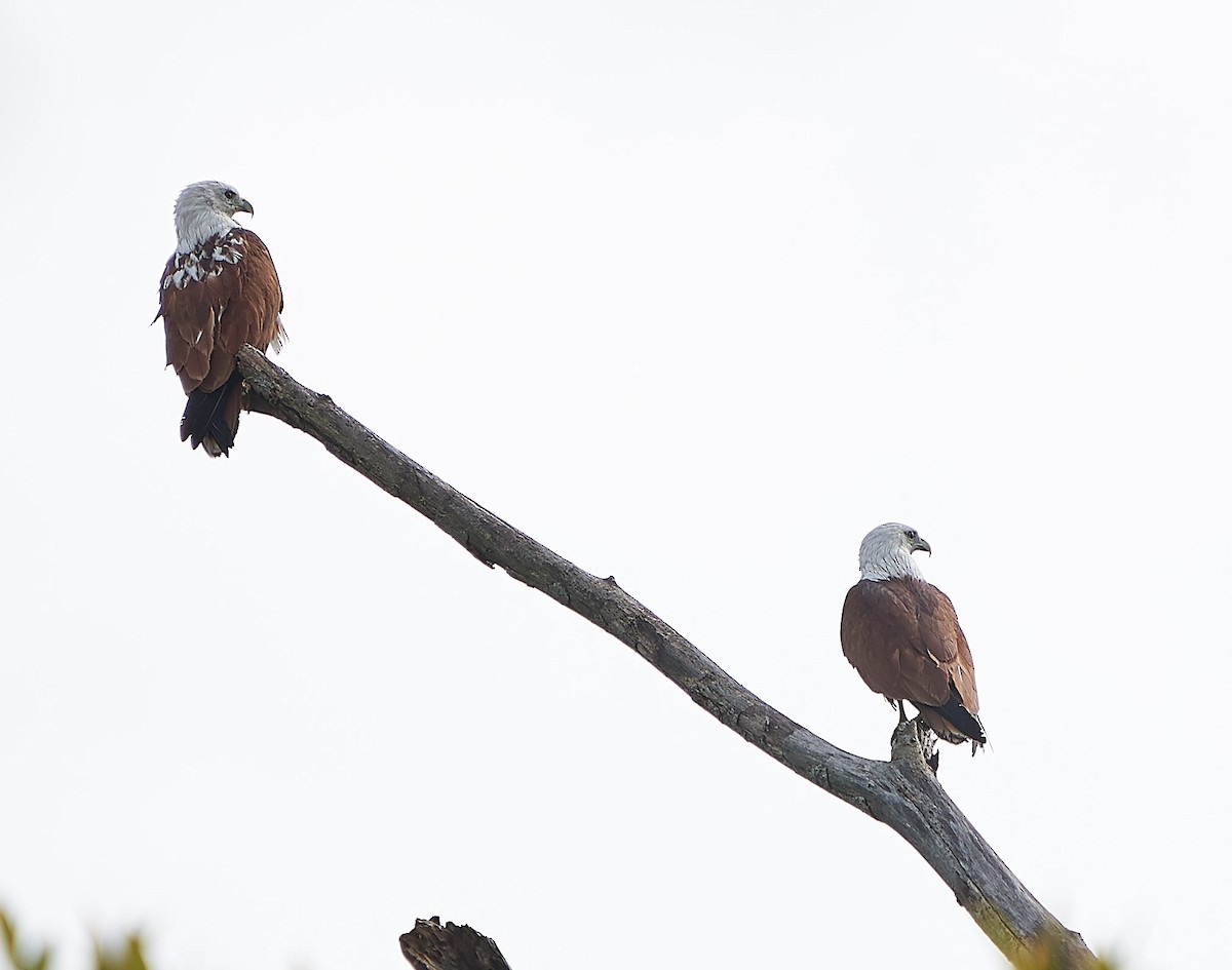 Brahminy Kite - Steven Cheong