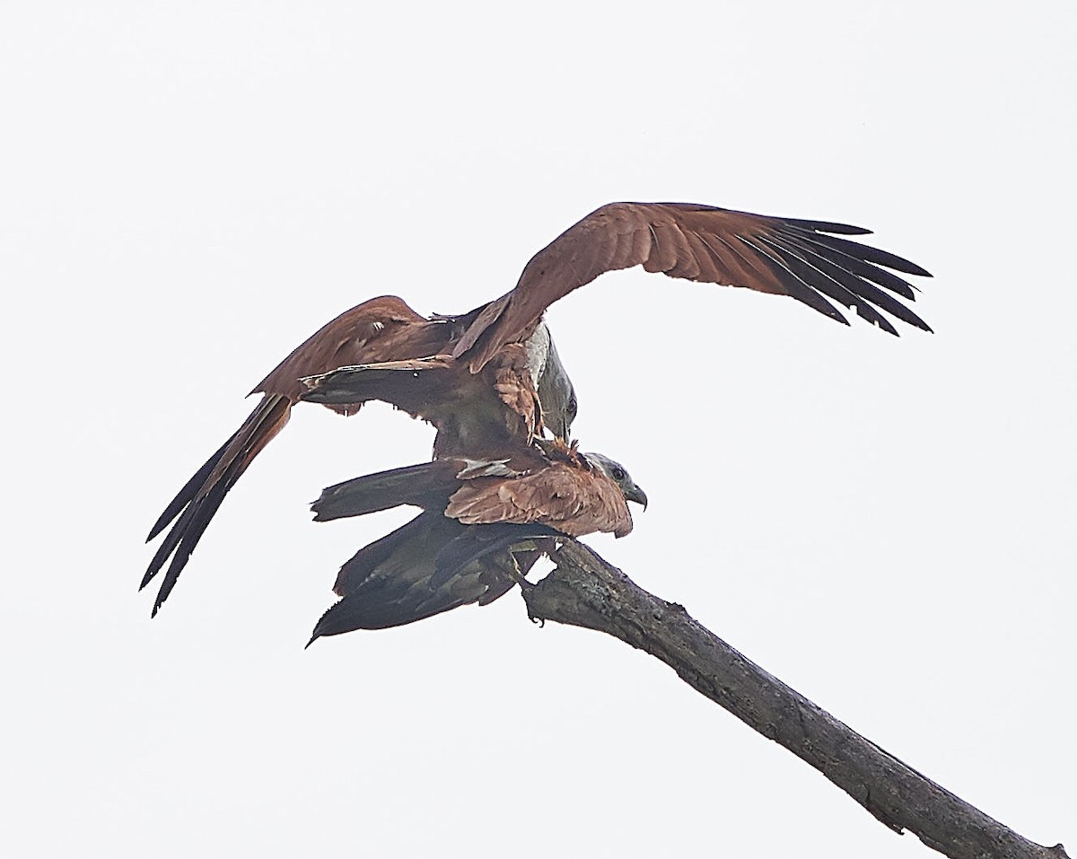 Brahminy Kite - Steven Cheong