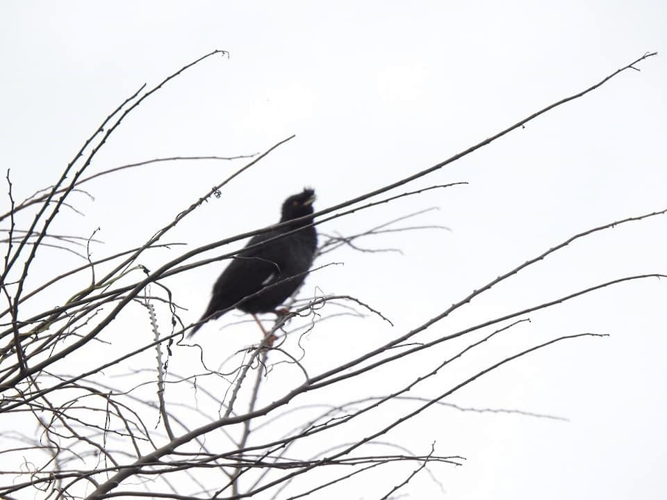 Crested Myna - ML133908511