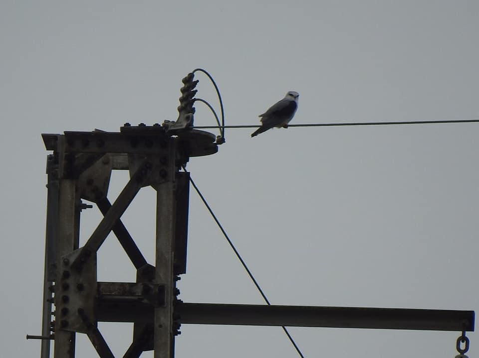 Black-winged Kite - ML133908601