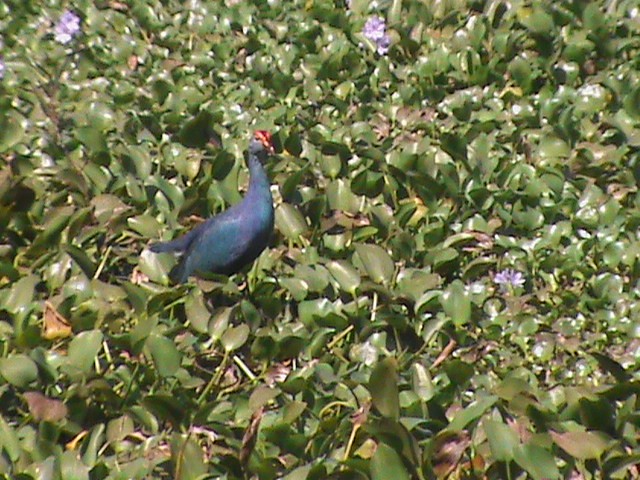 灰頭紫水雞 - ML133910231