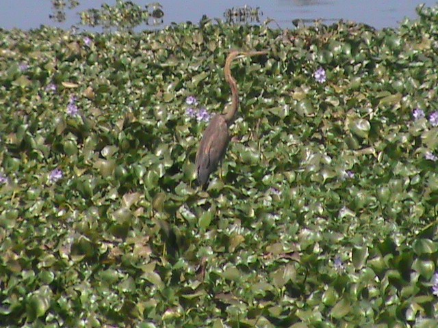 紫鷺 - ML133910261