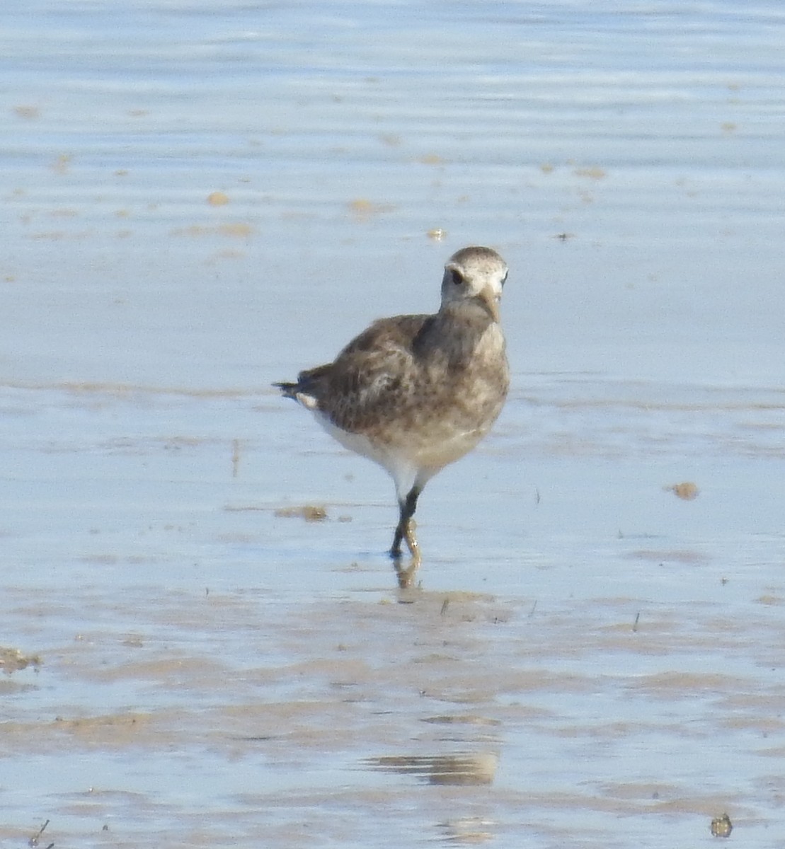 Black-bellied Plover - ML133910611