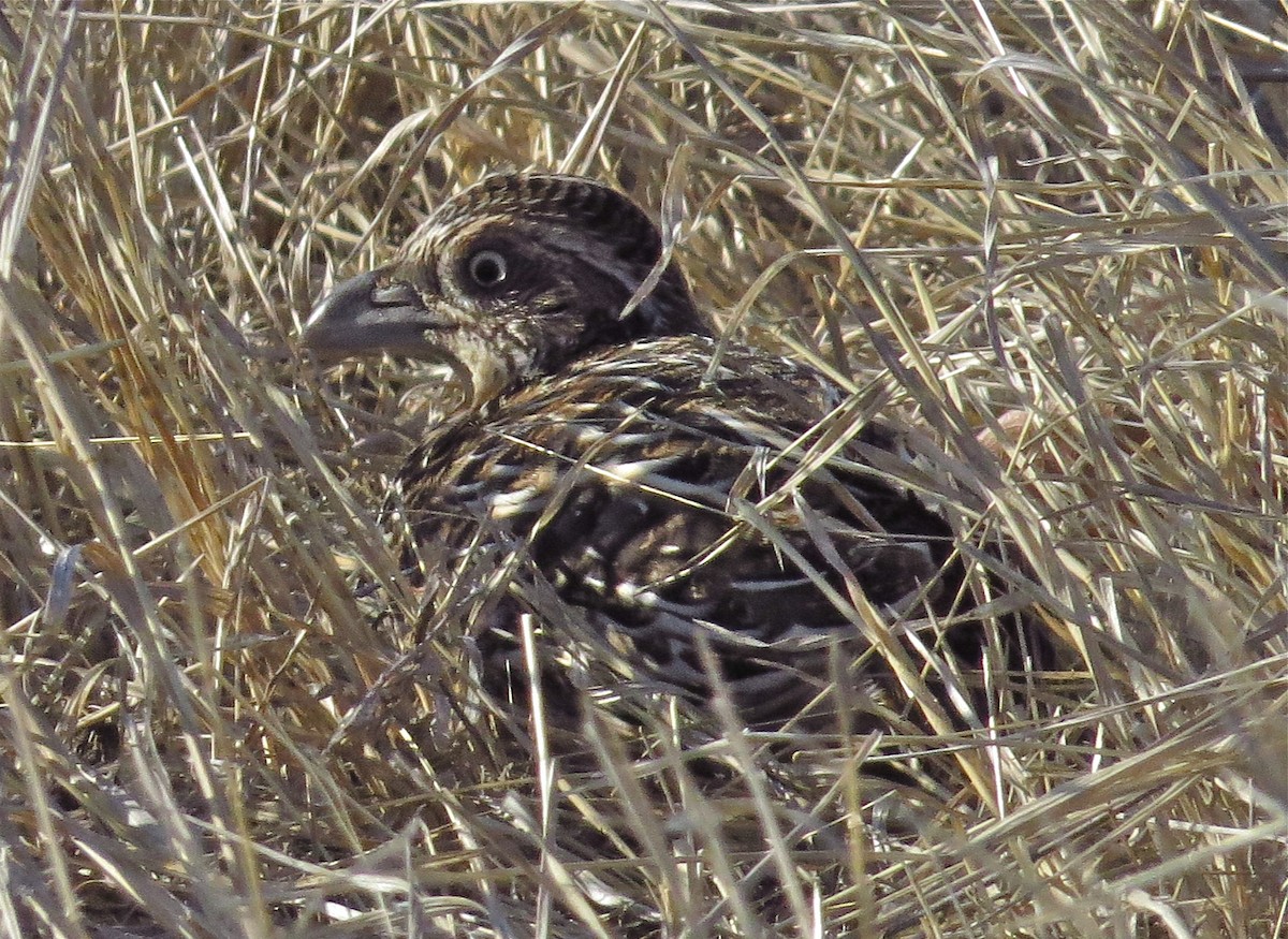 Sumba Buttonquail - ML133910801