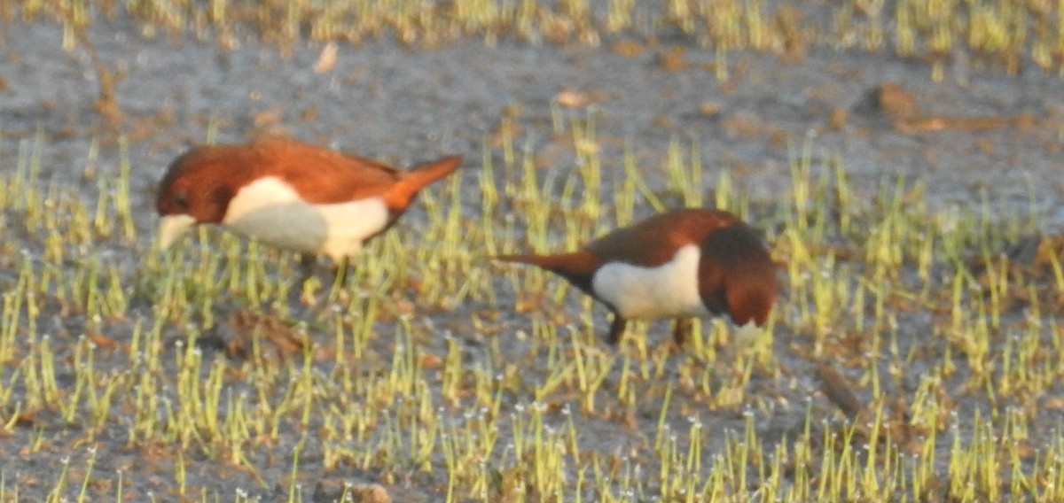 Five-colored Munia - ML133910831