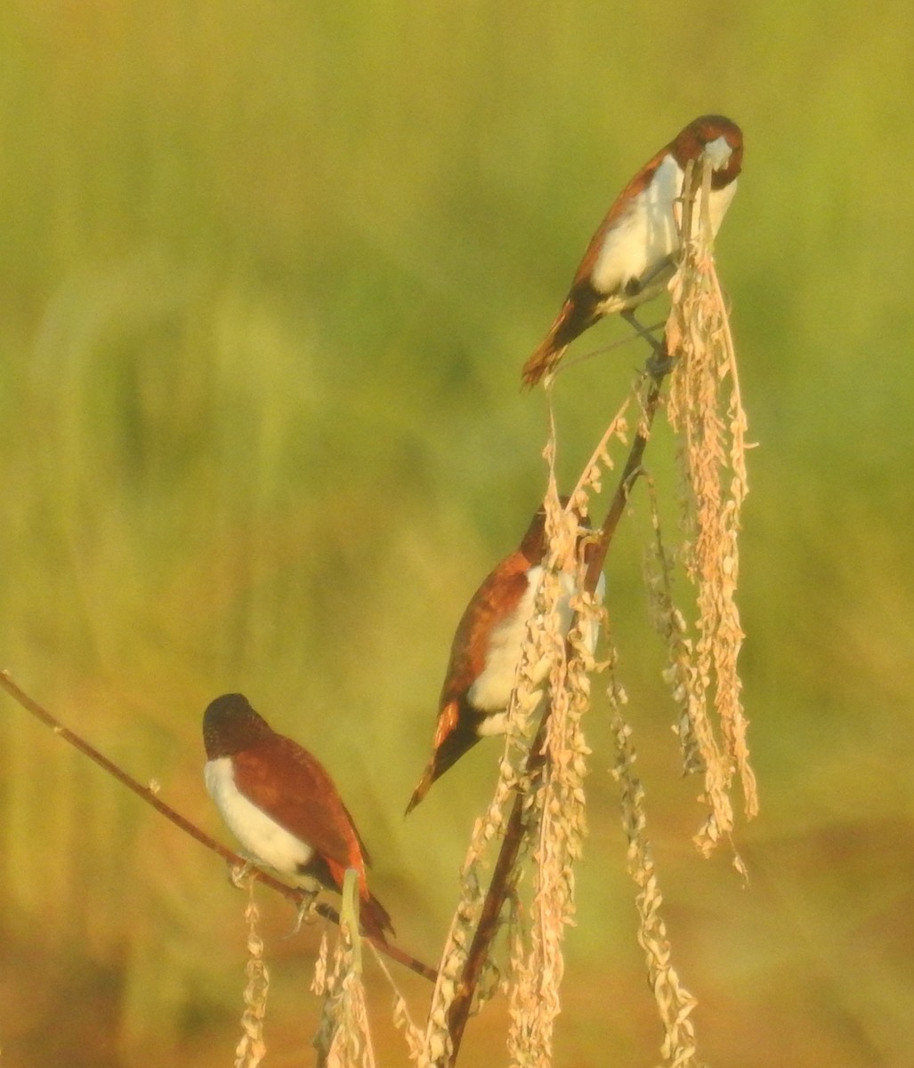 Five-colored Munia - ML133910841