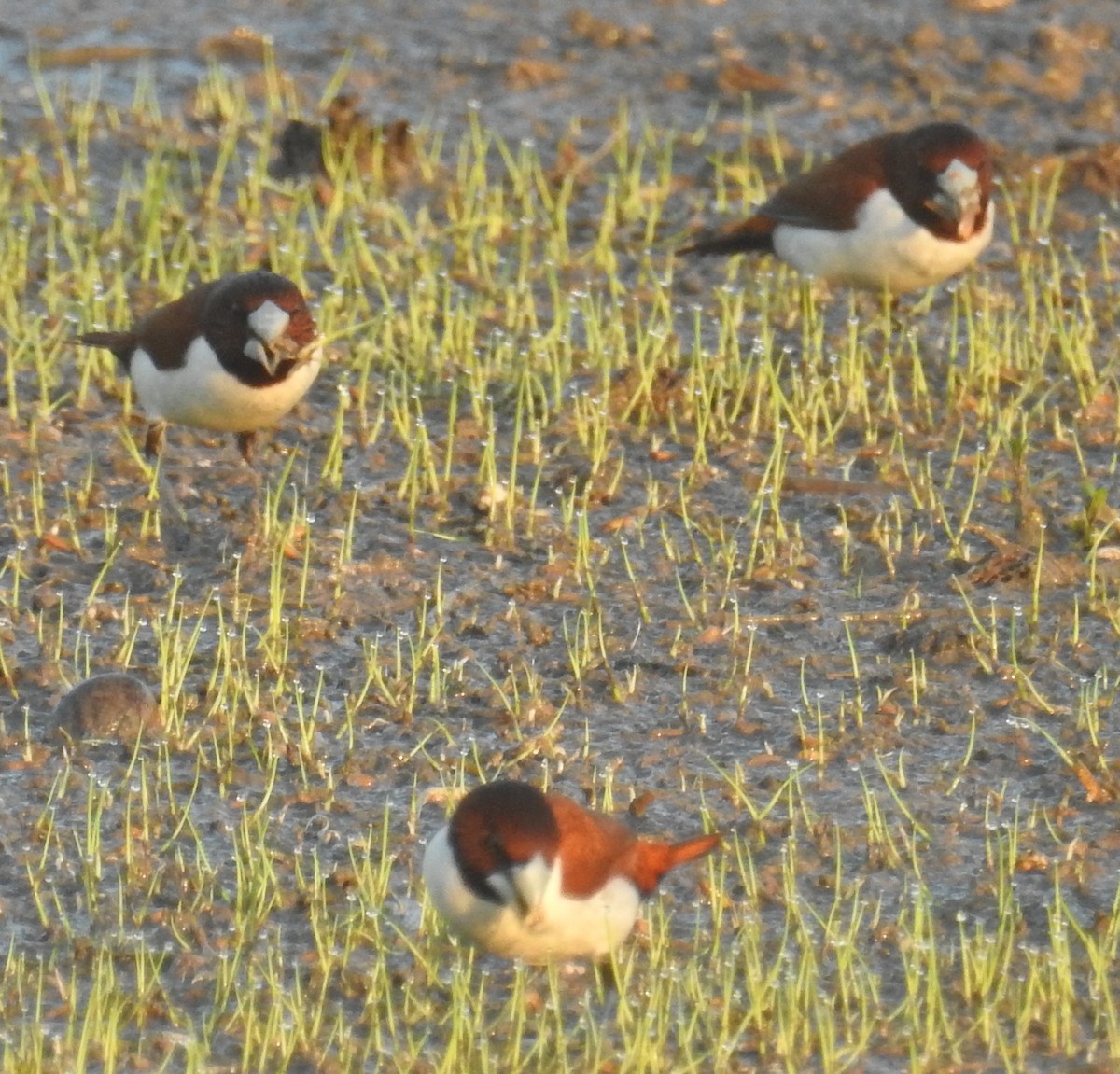 Five-colored Munia - ML133910861