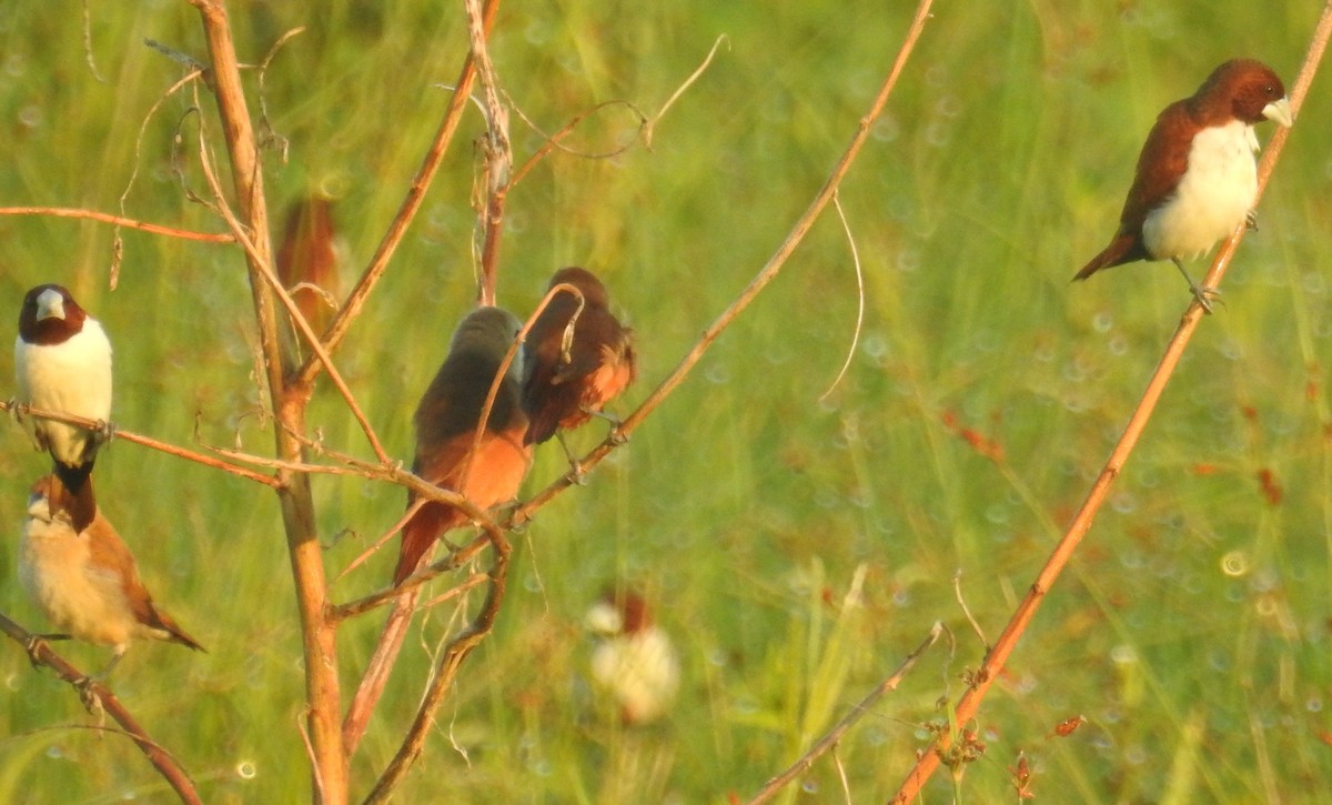 Five-colored Munia - ML133910881