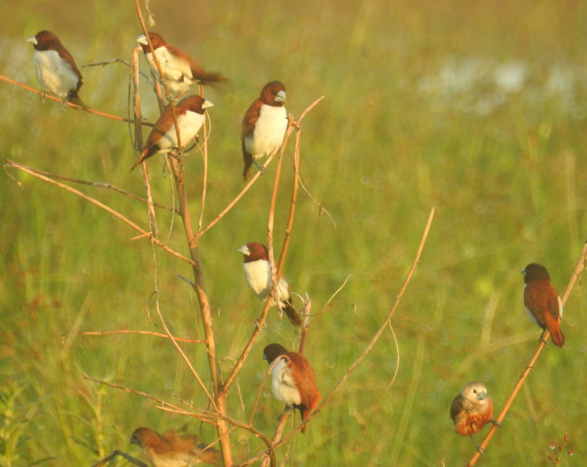 Five-colored Munia - Colin Trainor