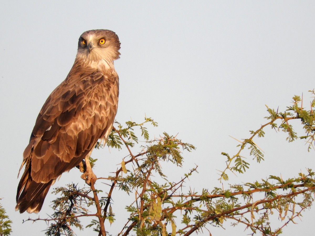 Short-toed Snake-Eagle - ML133911081