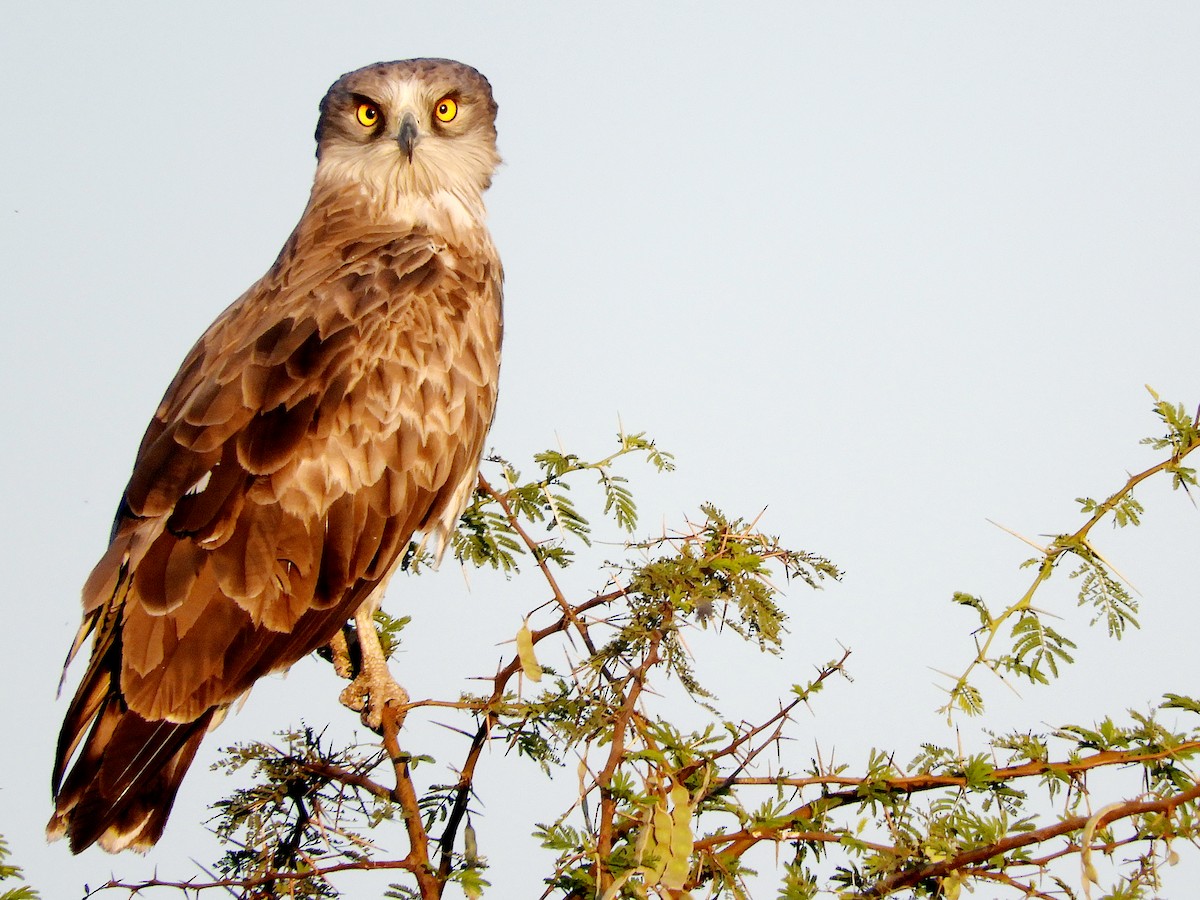 Short-toed Snake-Eagle - ML133911181