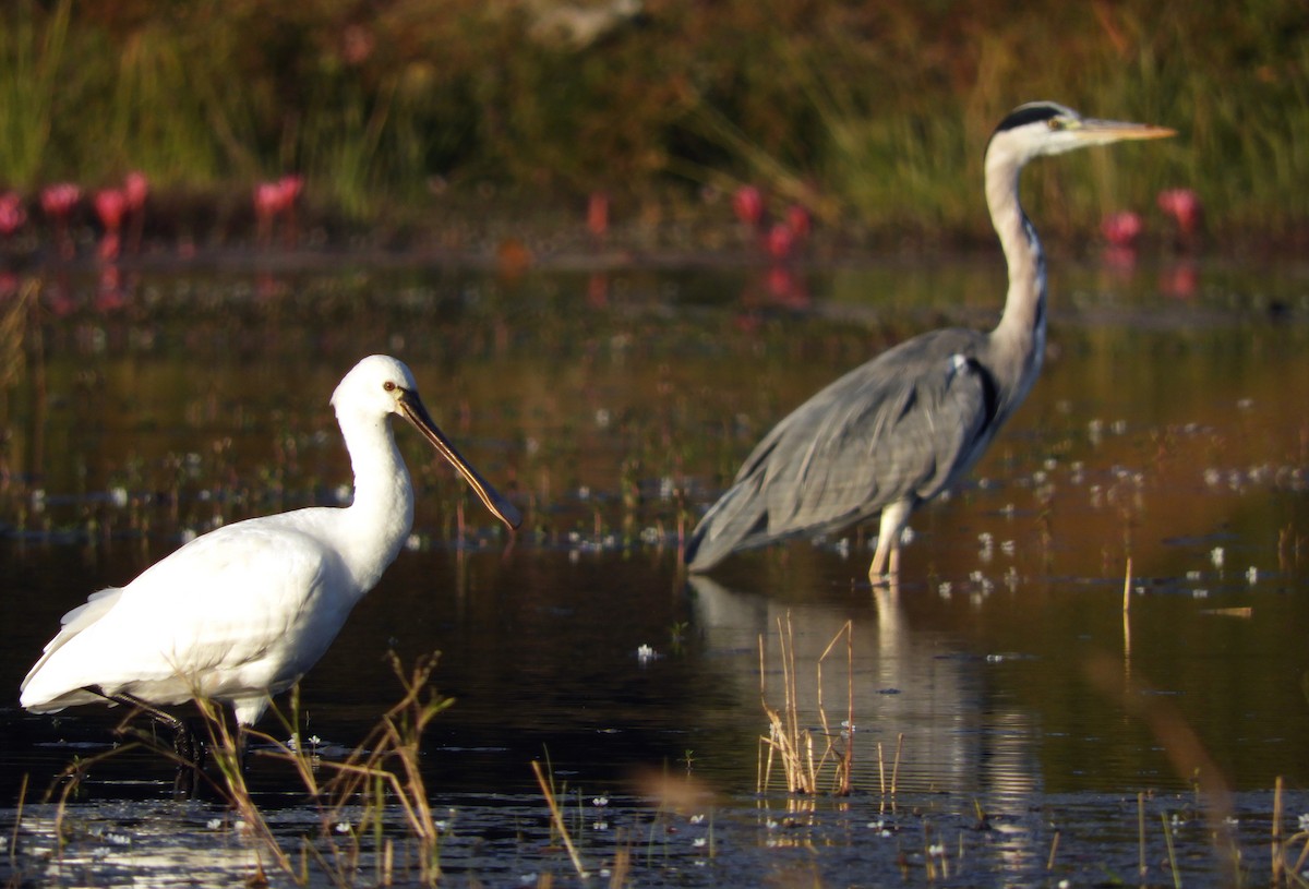 Eurasian Spoonbill - ML133911281