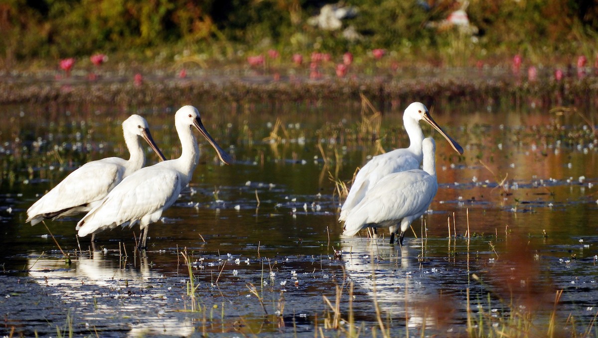 Eurasian Spoonbill - ML133911331