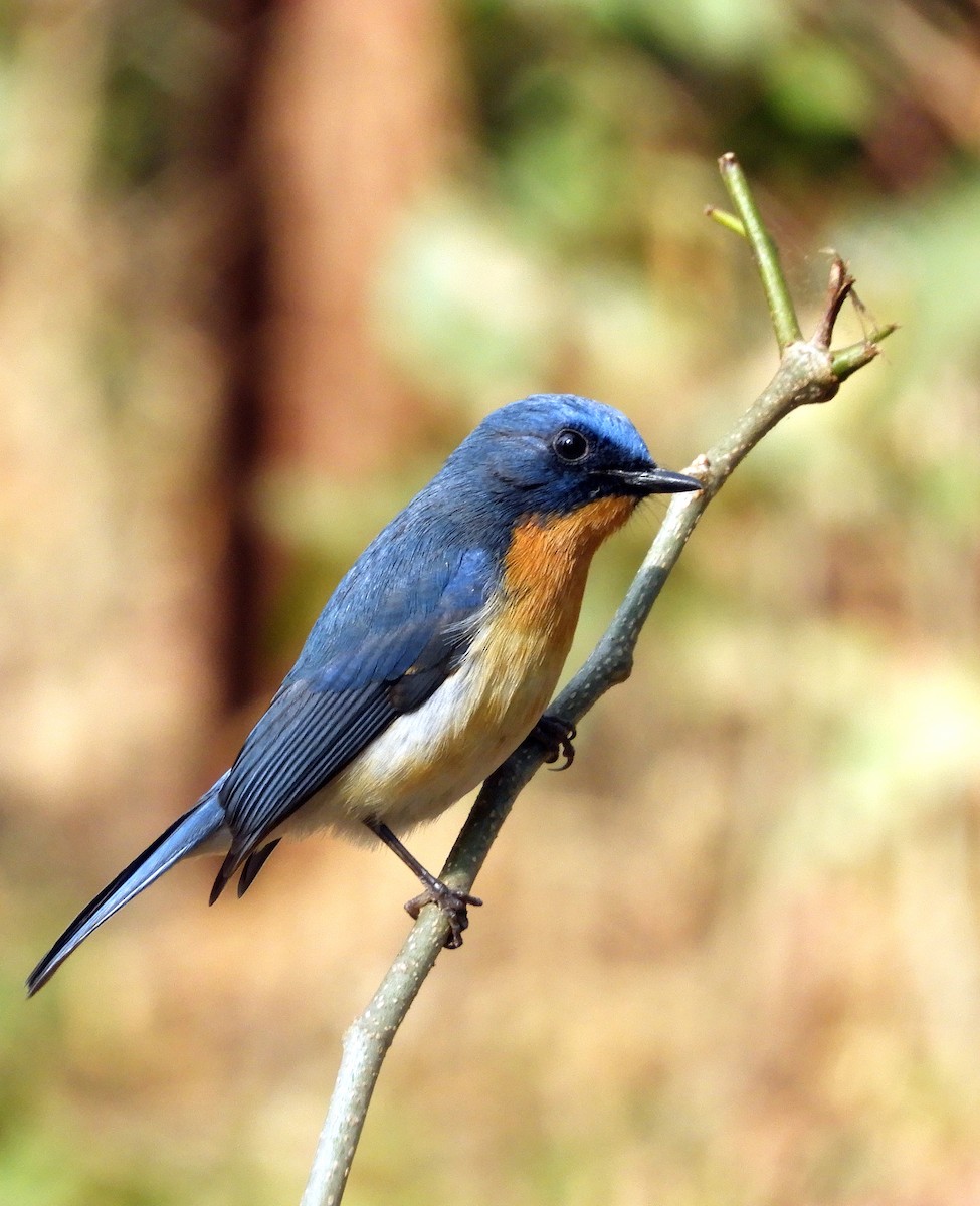 Tickell's Blue Flycatcher - ML133911671