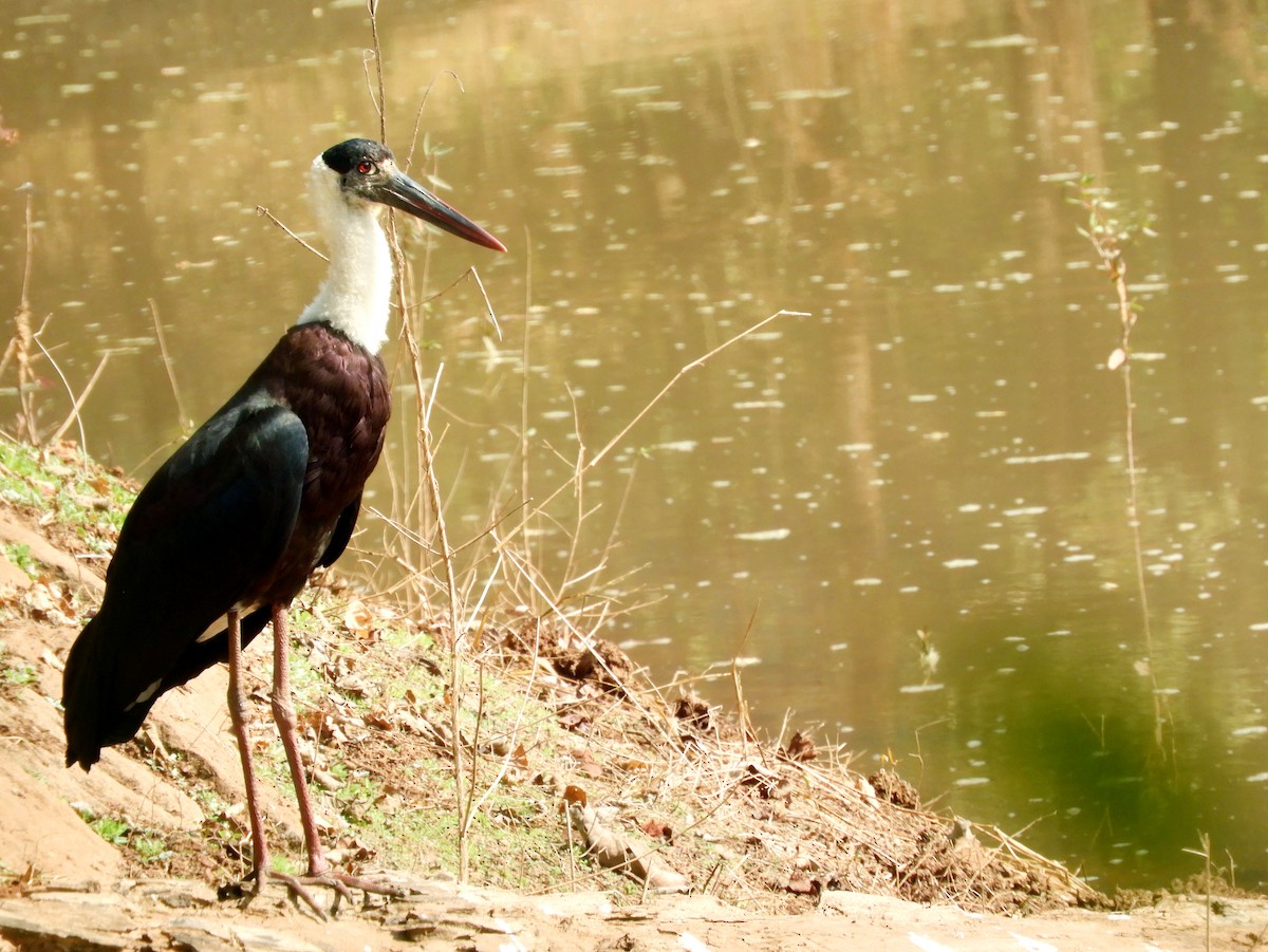 Asian Woolly-necked Stork - ML133911831