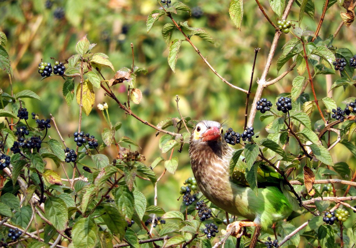 Brown-headed Barbet - ML133912181