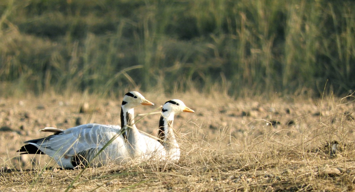 Bar-headed Goose - ML133912301