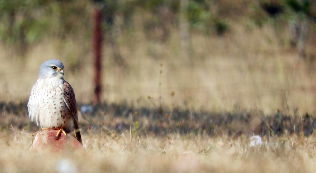 Eurasian Kestrel - ML133912561