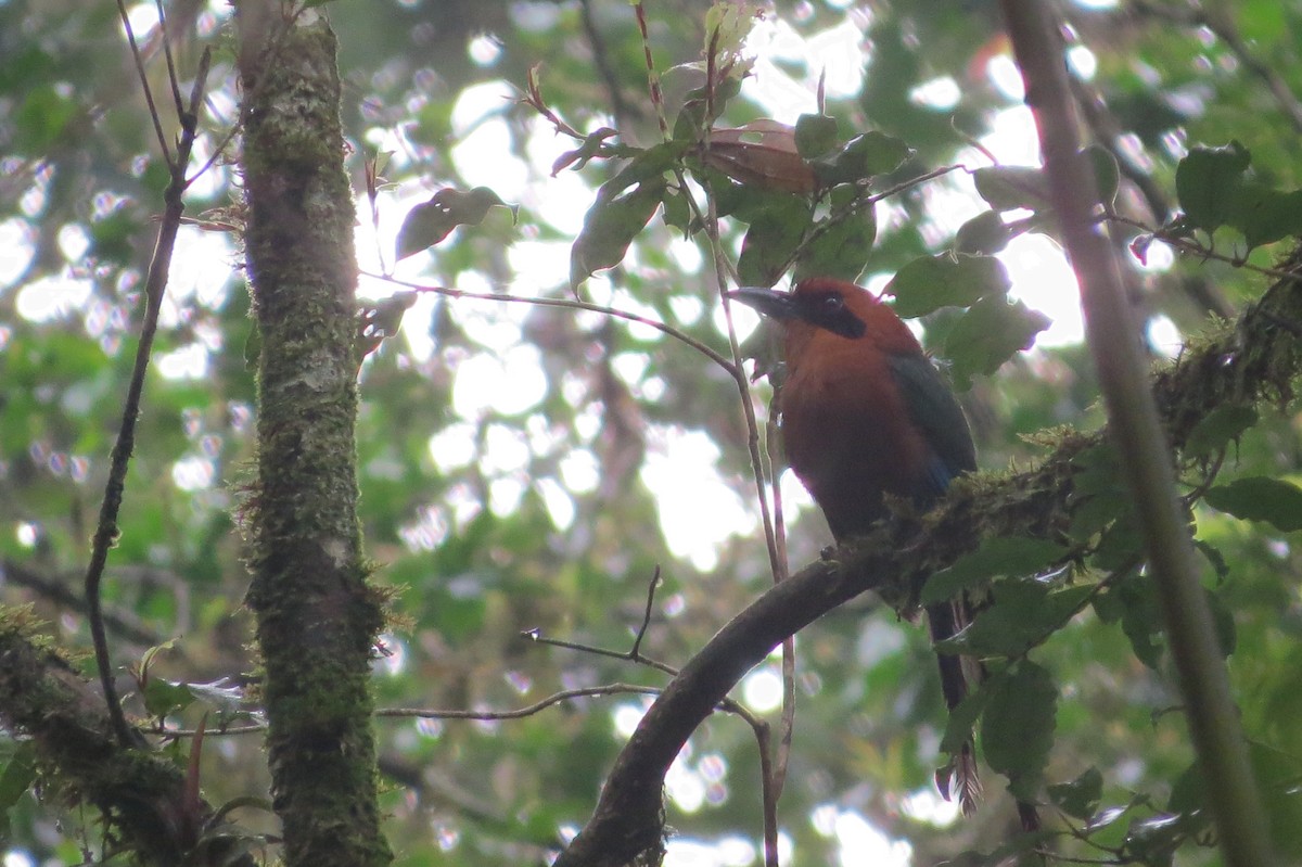 kanelmotmot - ML133913281