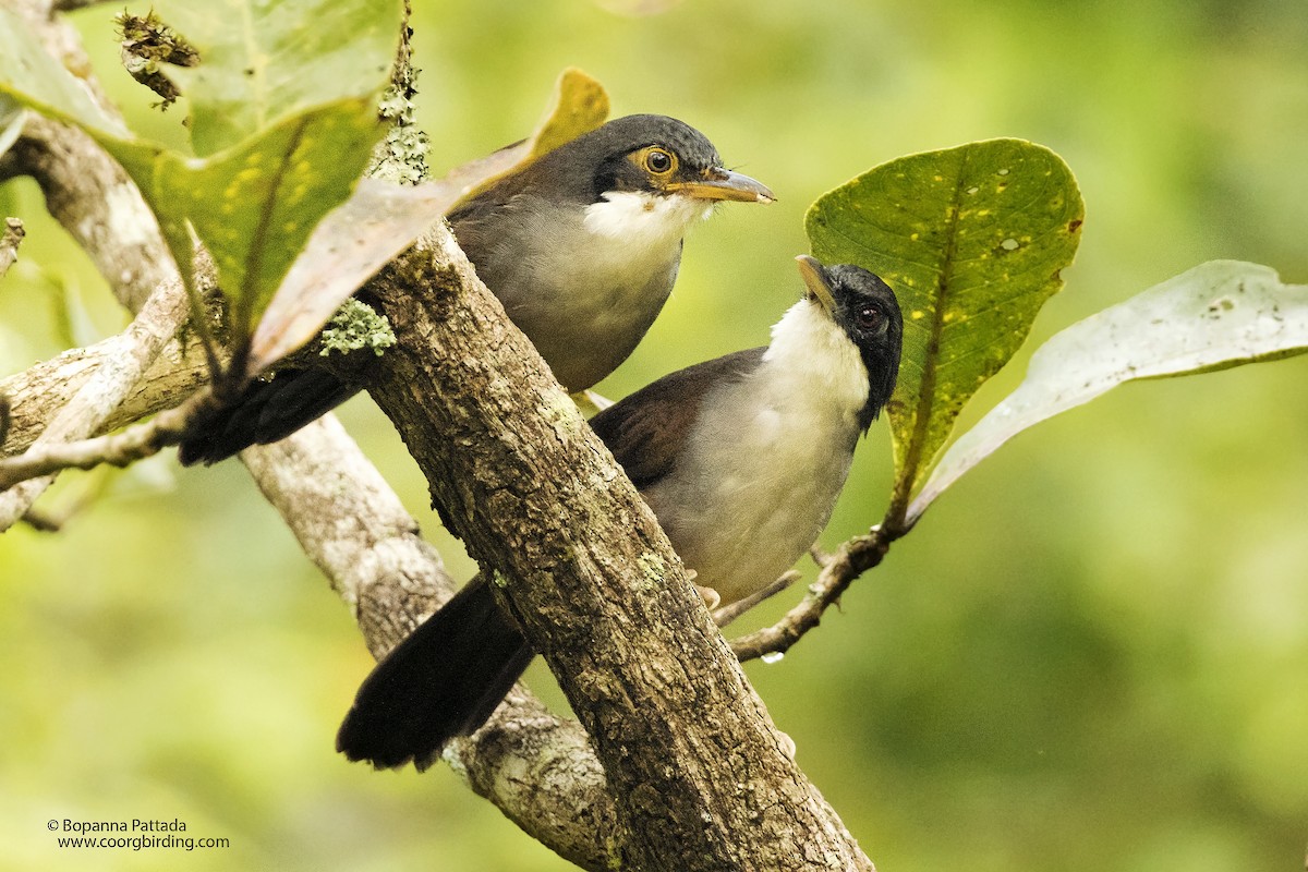 Wayanad Laughingthrush - Bopanna Pattada