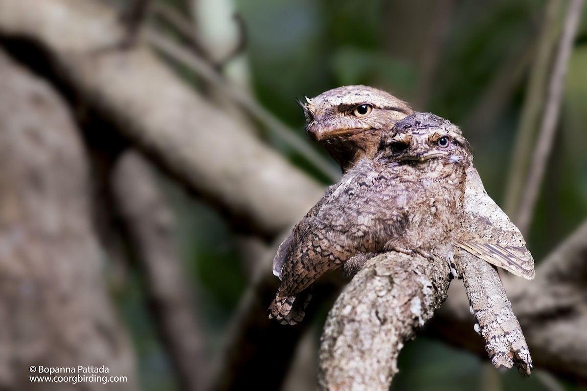 Sri Lanka Frogmouth - ML133914251