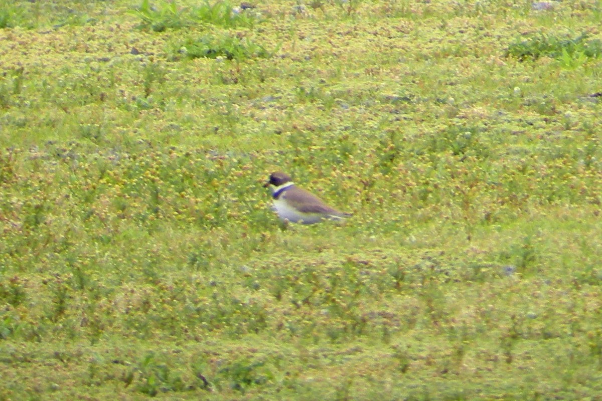 Semipalmated Plover - ML133915431